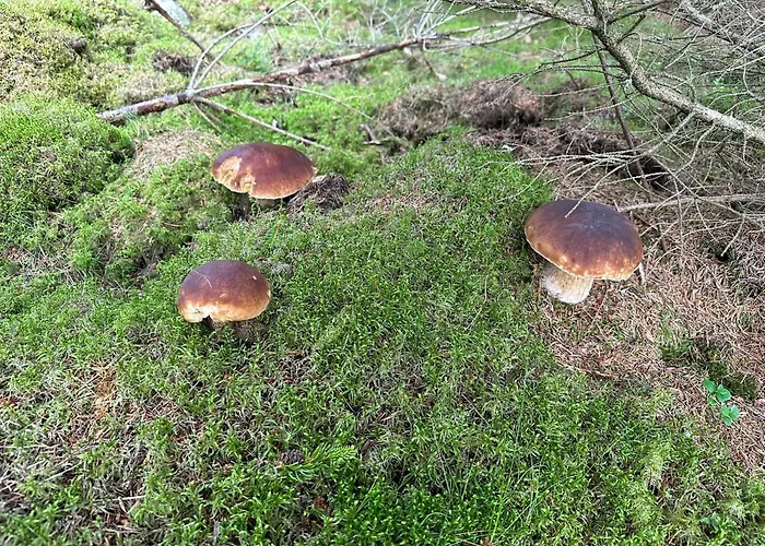 Prázdninový dům Osada Wilcze -